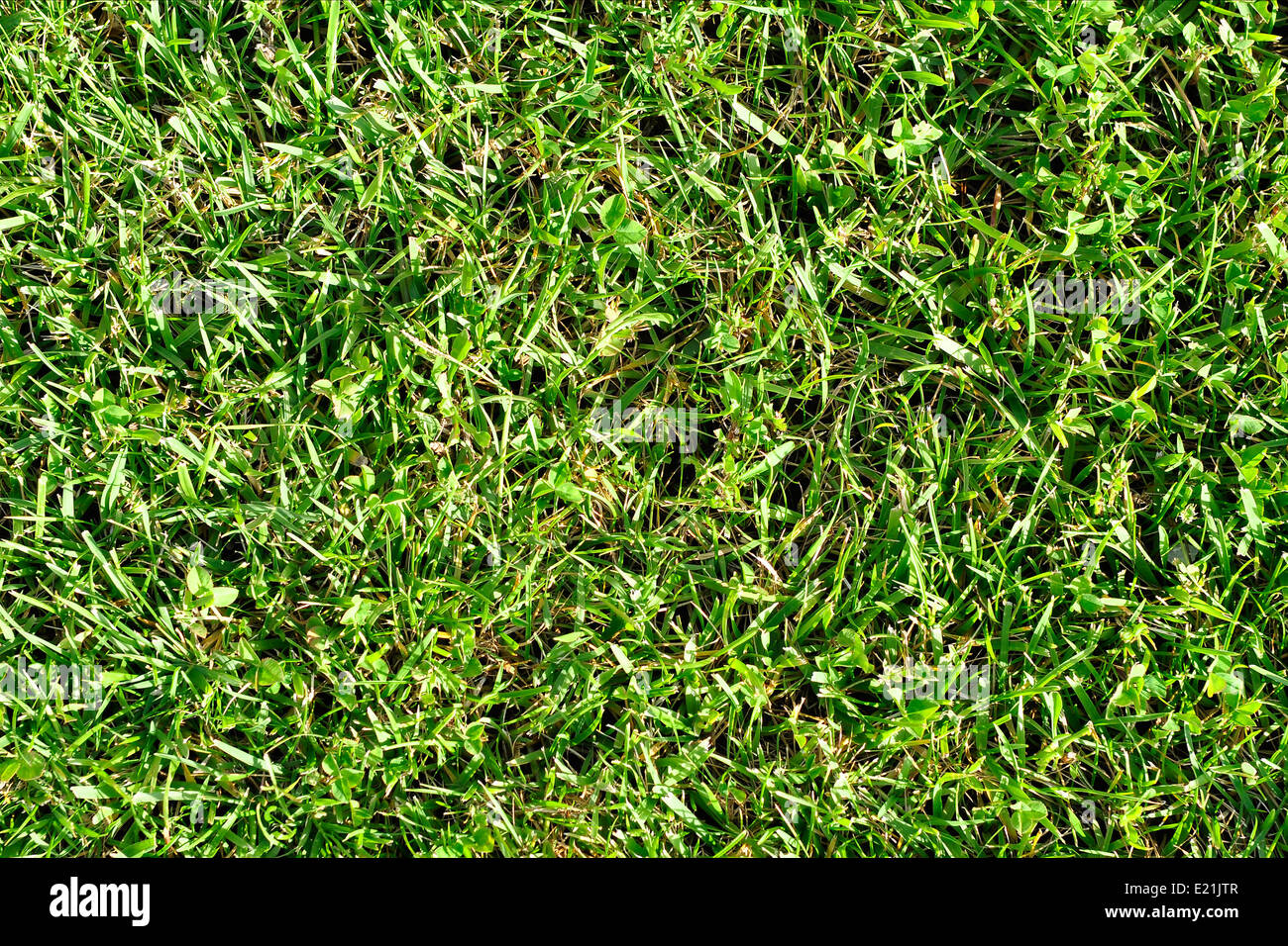 Grass Textur Stockfoto