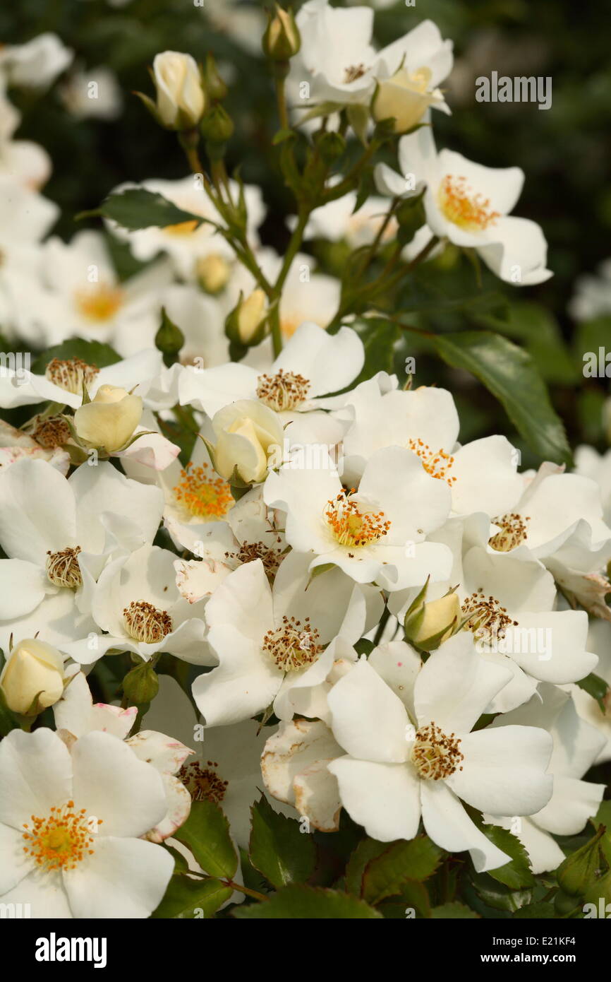 Rose 'Danica' Stockfoto