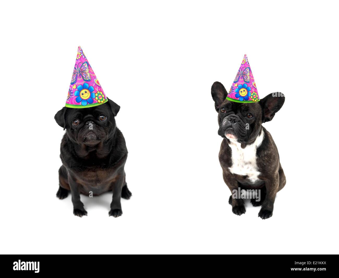 Hunde auf dem weißen Hintergrund isoliert Stockfoto