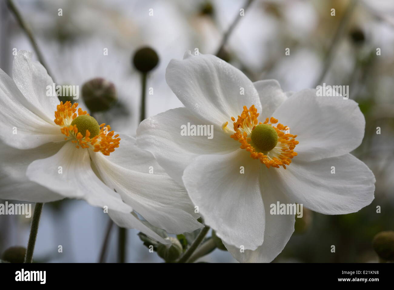 Japanische Anemone 'Honorine Jobert' Stockfoto