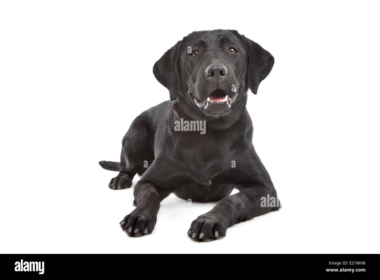 Schwarzer Labrador Stockfoto