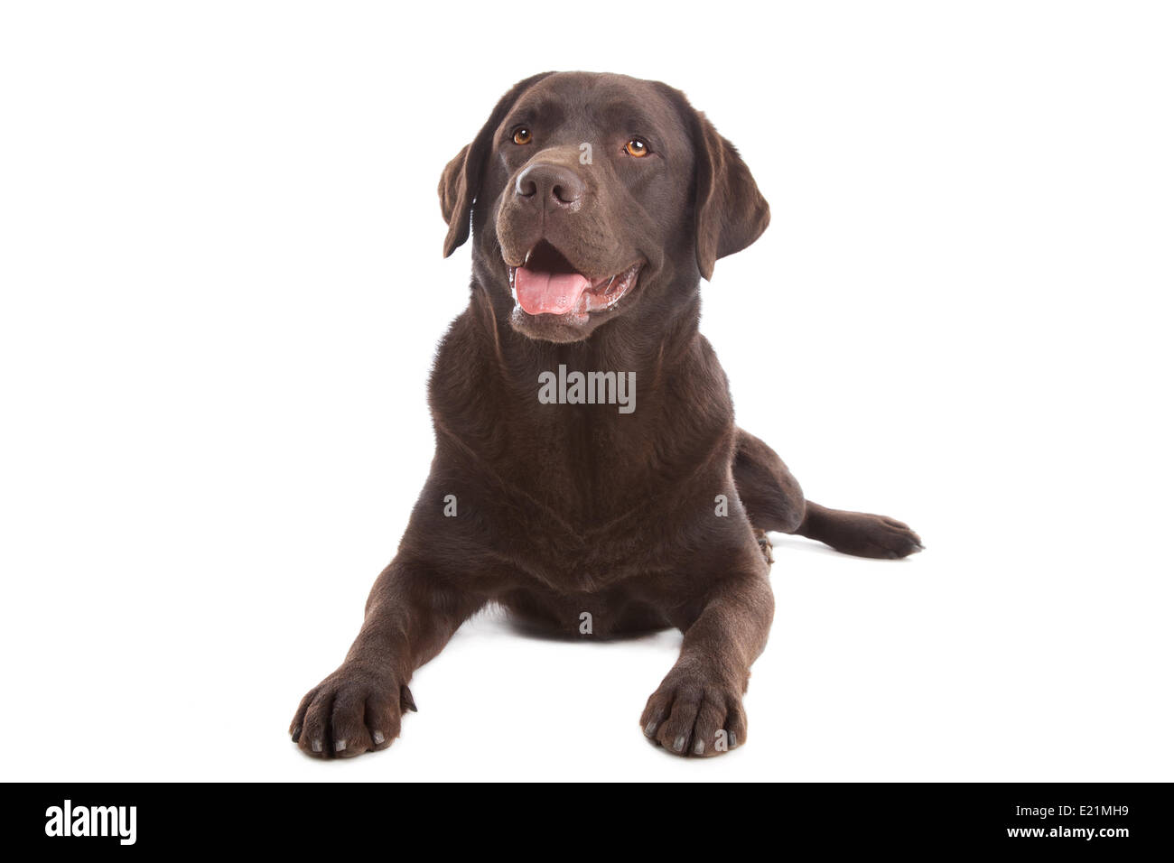 Chocolate Labrador Stockfoto