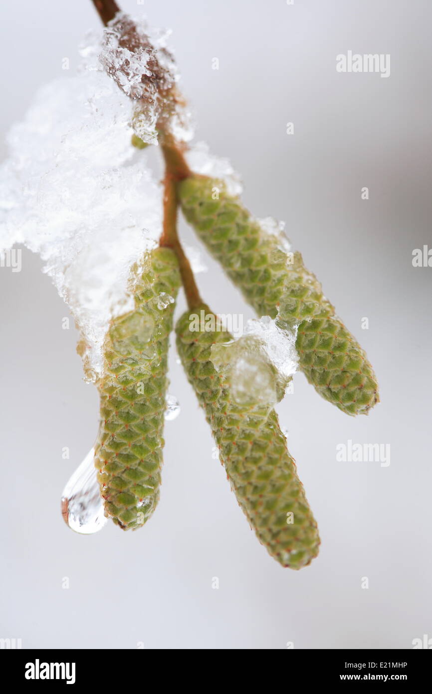 Gemeinsame Hasel - Corylus avellana Stockfoto