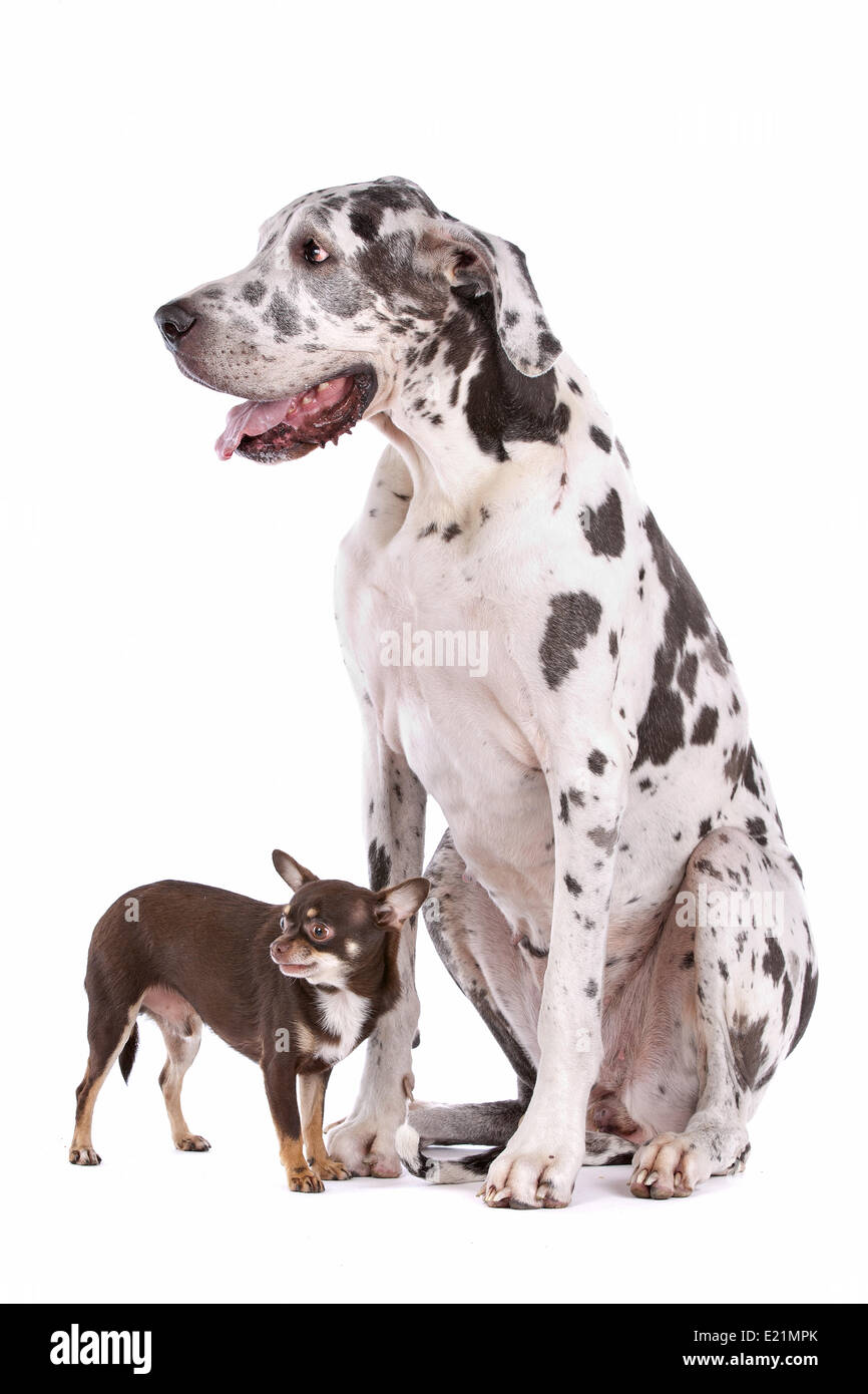 Deutsche Dogge Harlekin und ein Chihuahua Stockfoto