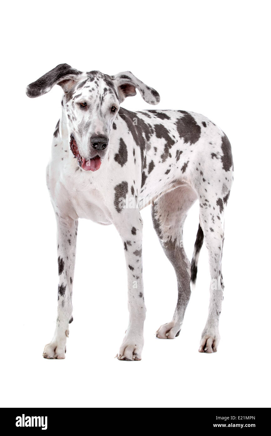 Deutsche Dogge Harlekin Stockfoto