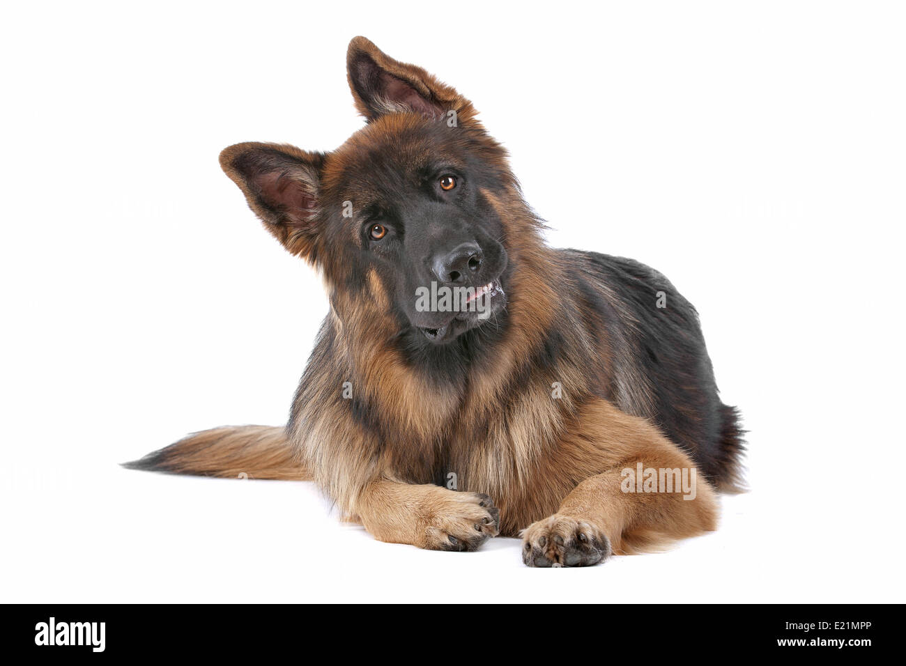 Deutscher Schäferhund Stockfoto