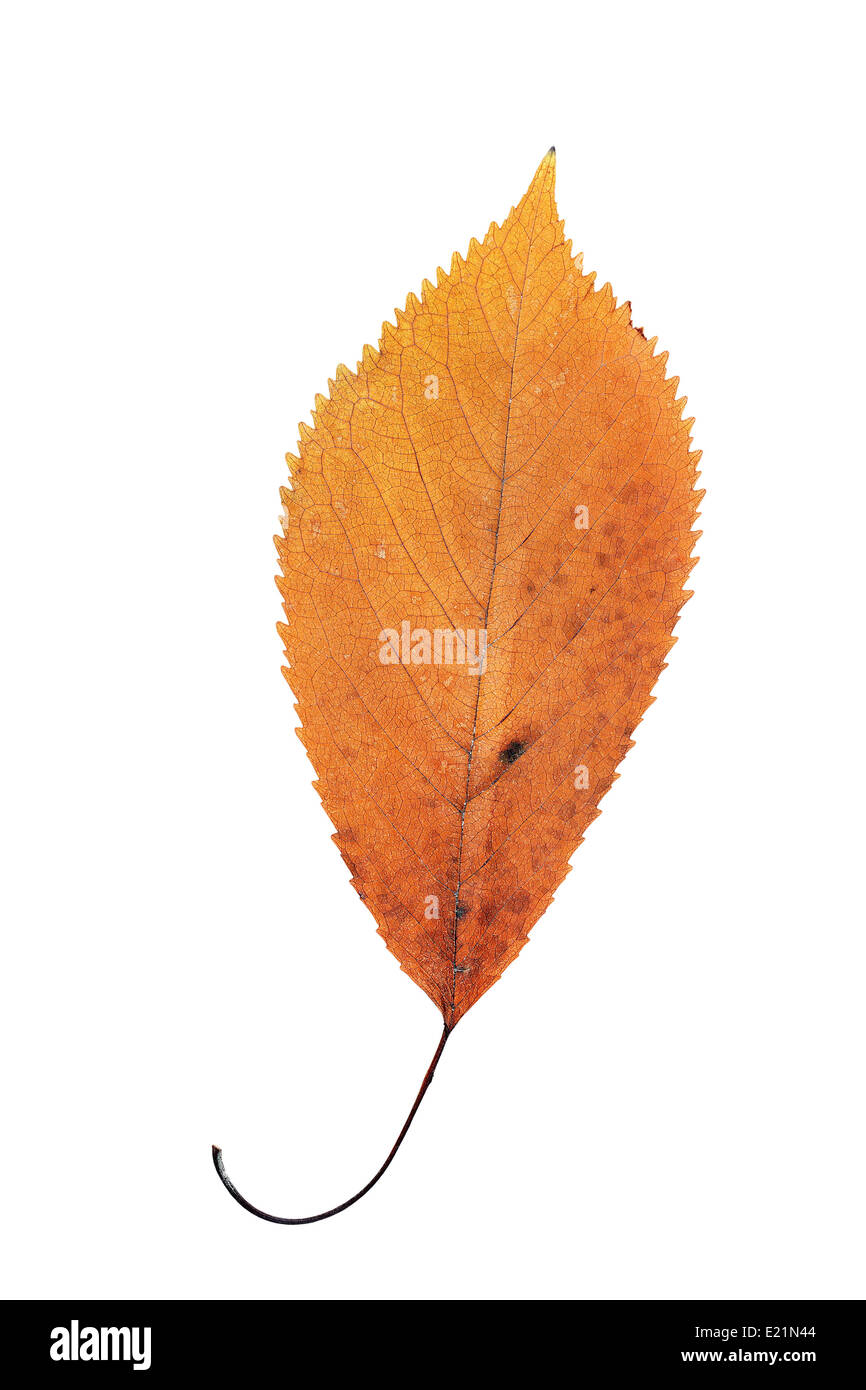 schöne orange Kirsche Herbst Blatt isoliert auf weißem Hintergrund Stockfoto