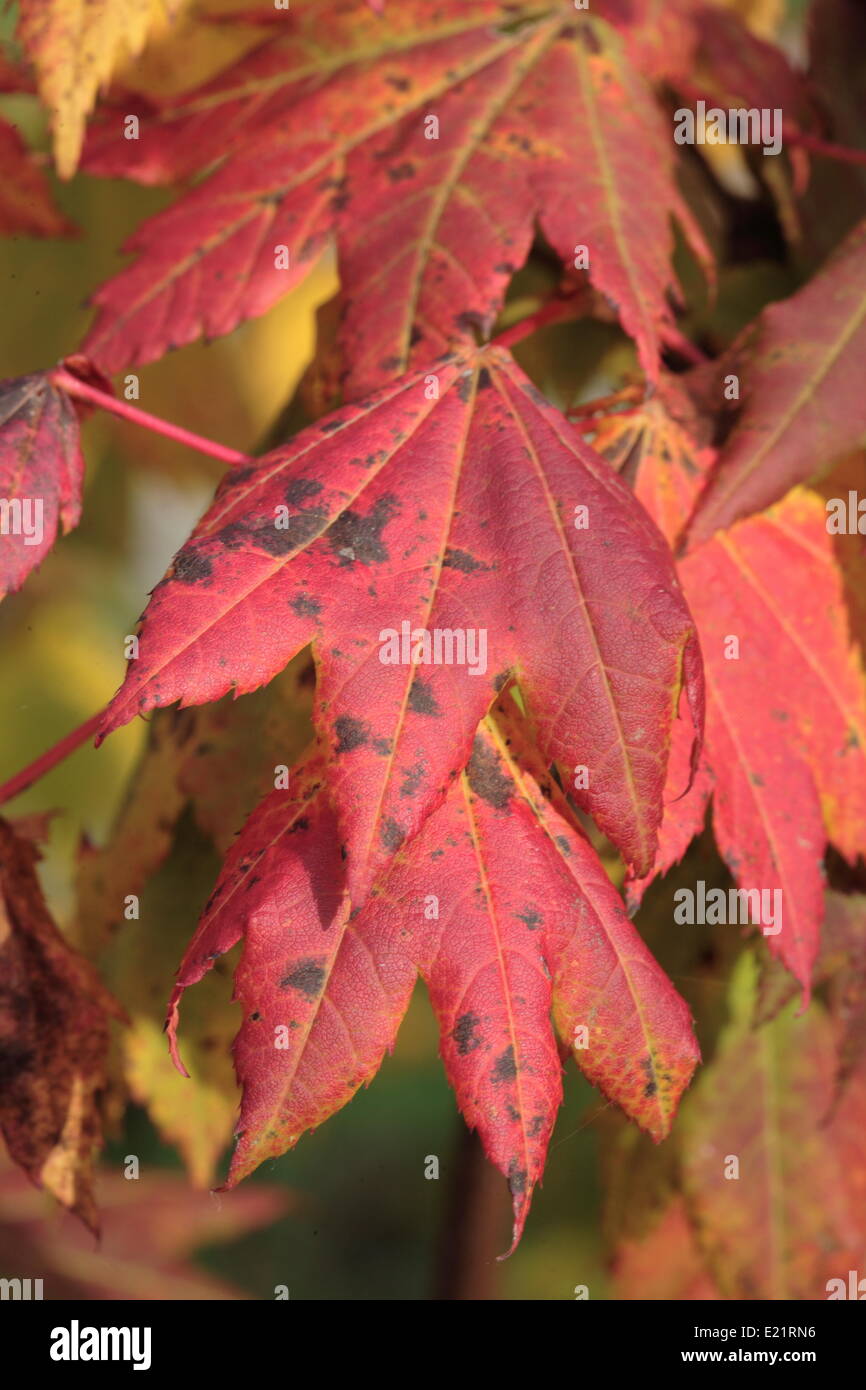 Rebe-Ahorn - Acer circinatum Stockfoto