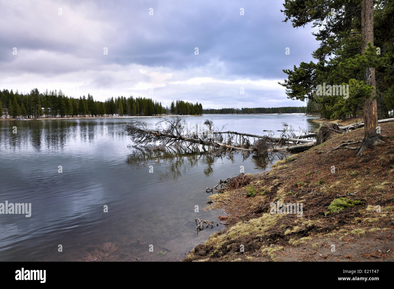 See im Wald Stockfoto