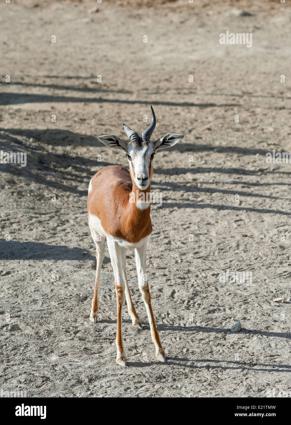 Nahaufnahme von einem Dama Gazelle Stockfoto
