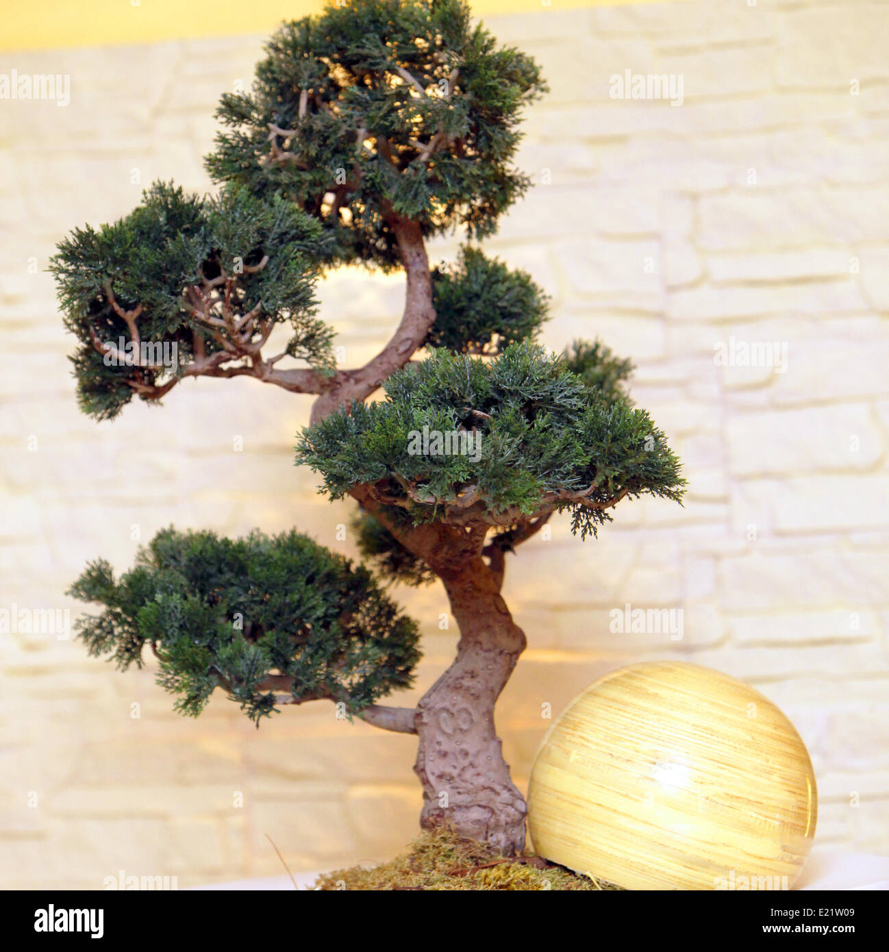 Ein Bonsai-Baum Stockfoto