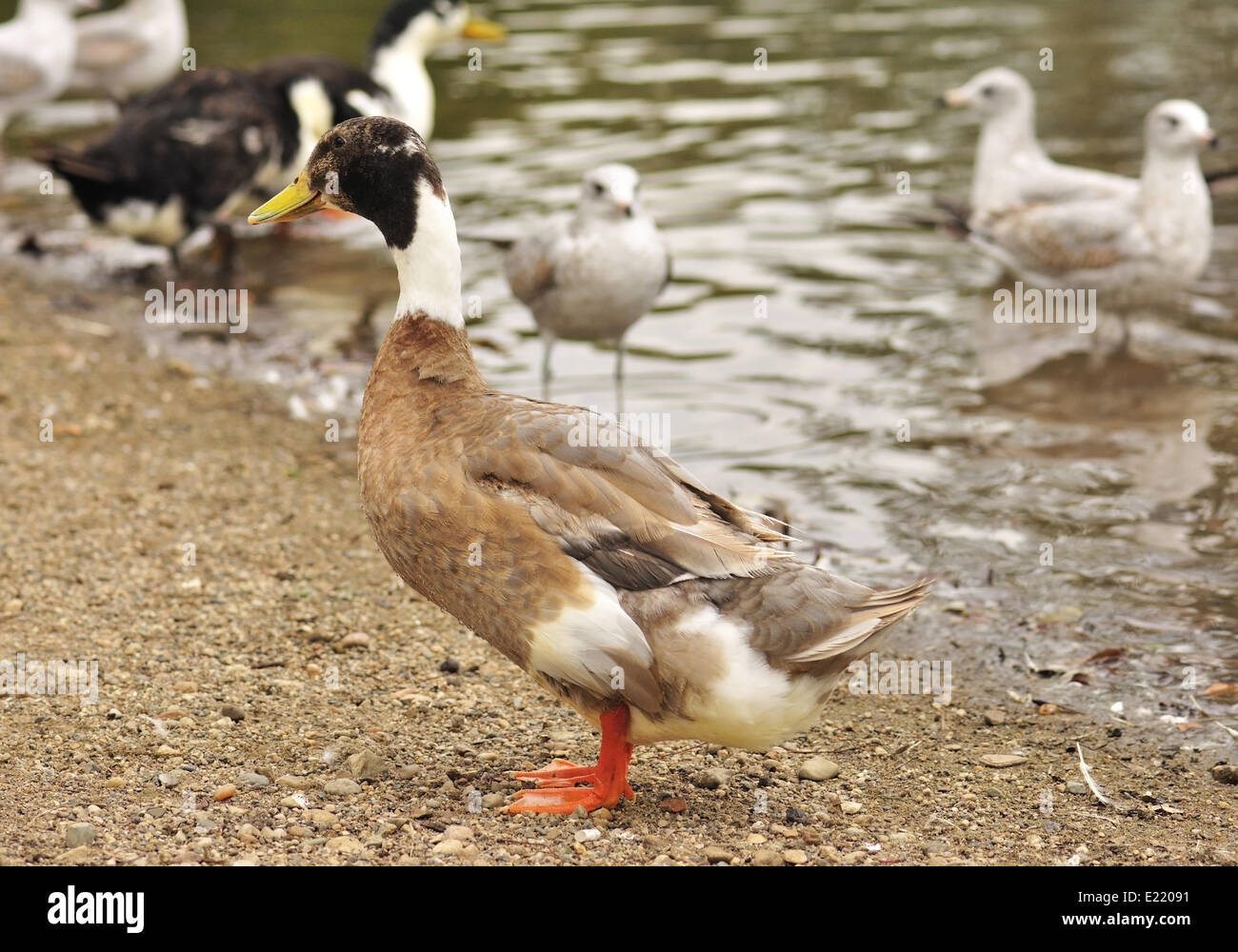 Wildenten Stockfoto