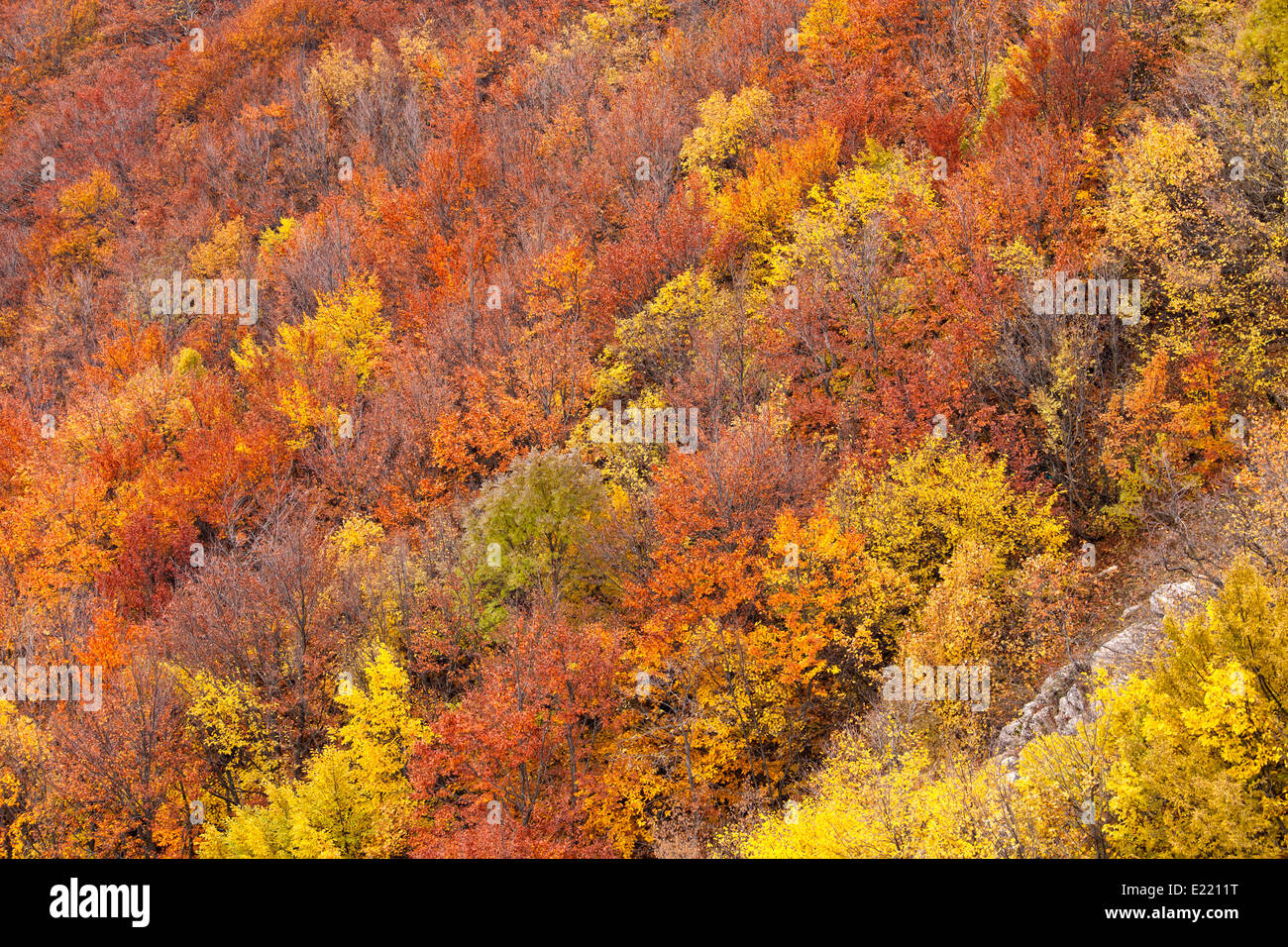 herbstliche Bäume auf den Hügeln von Berg Stockfoto