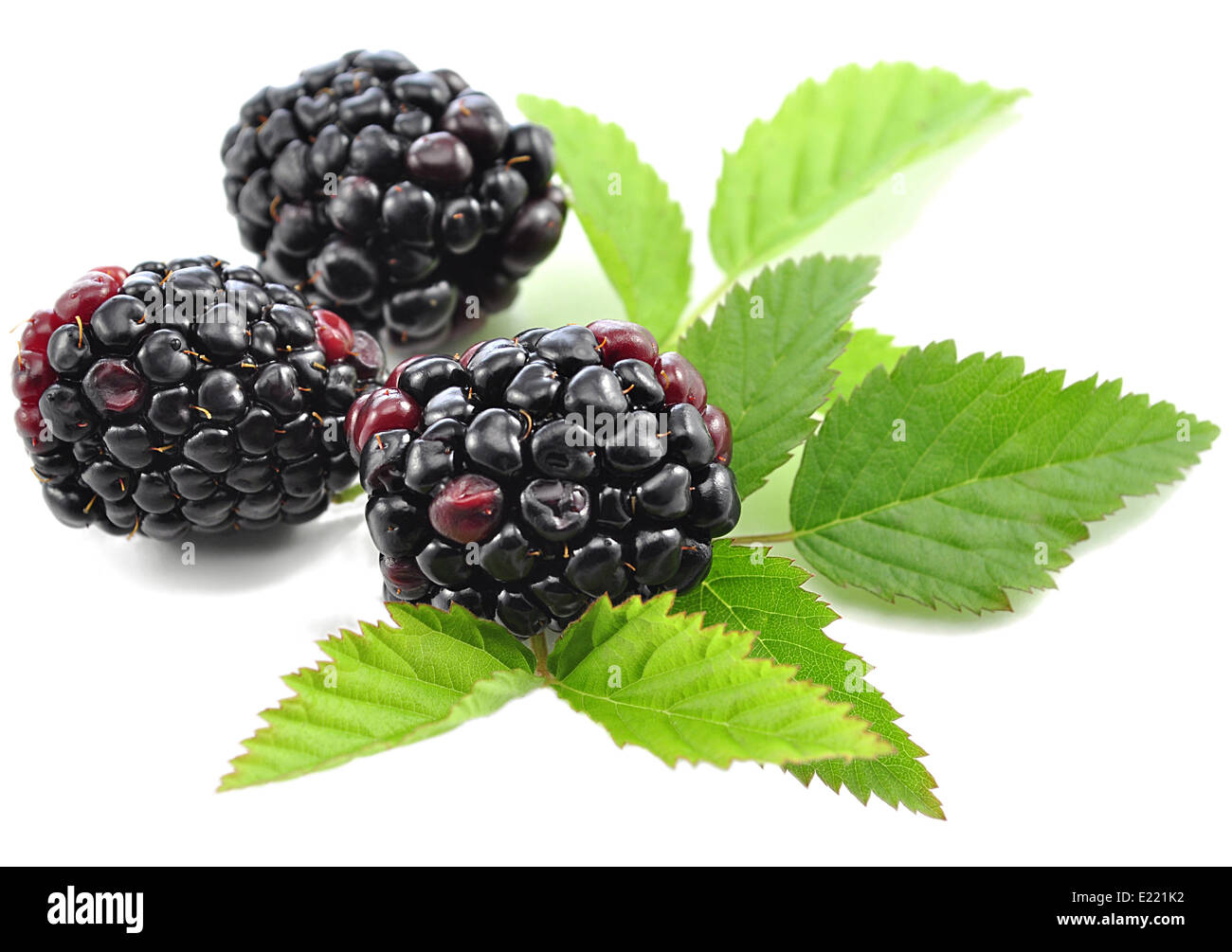 Blackberry Stockfoto