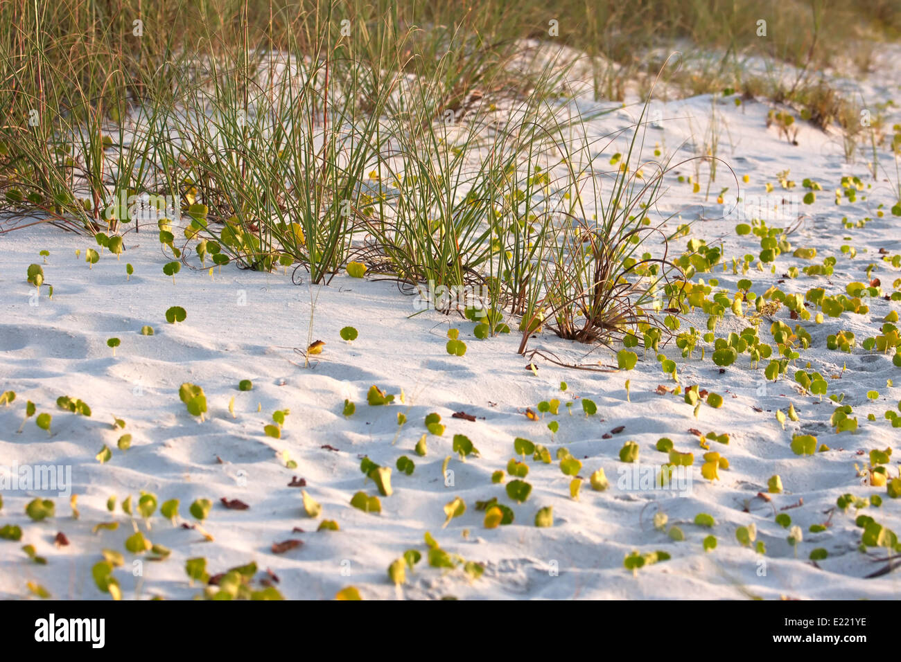 Nahaufnahme eines grünen Seegras auf Sanddüne Stockfoto