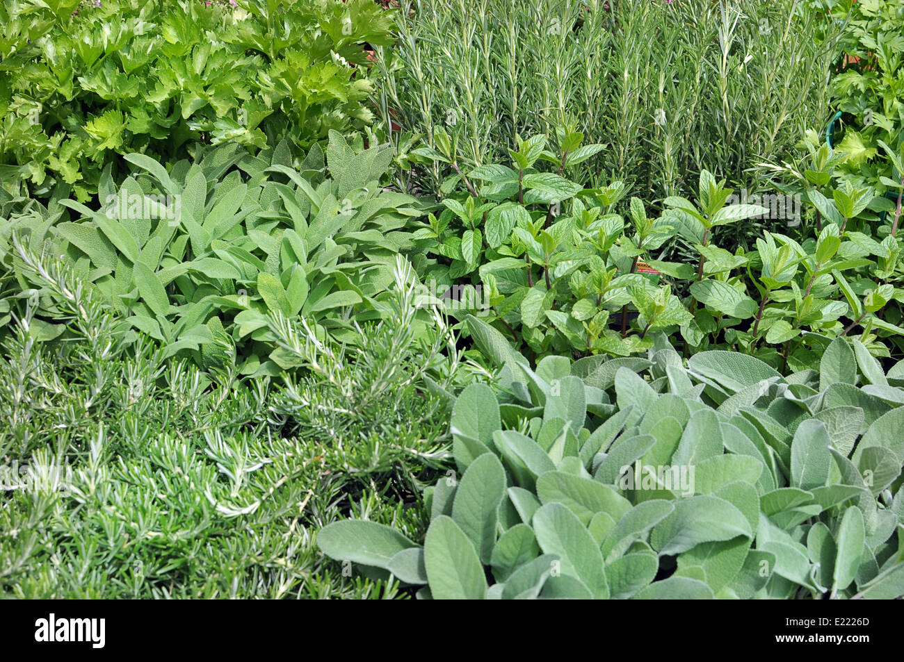 Garten mit verschiedenen aromatischen Pflanzen: Rosmarin, Salbei, Minze, Petersilie Stockfoto