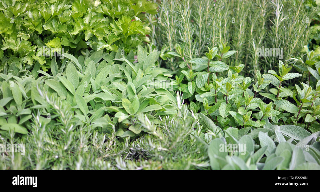 Garten mit verschiedenen aromatischen Pflanzen: Rosmarin, Salbei, Minze, Petersilie Stockfoto