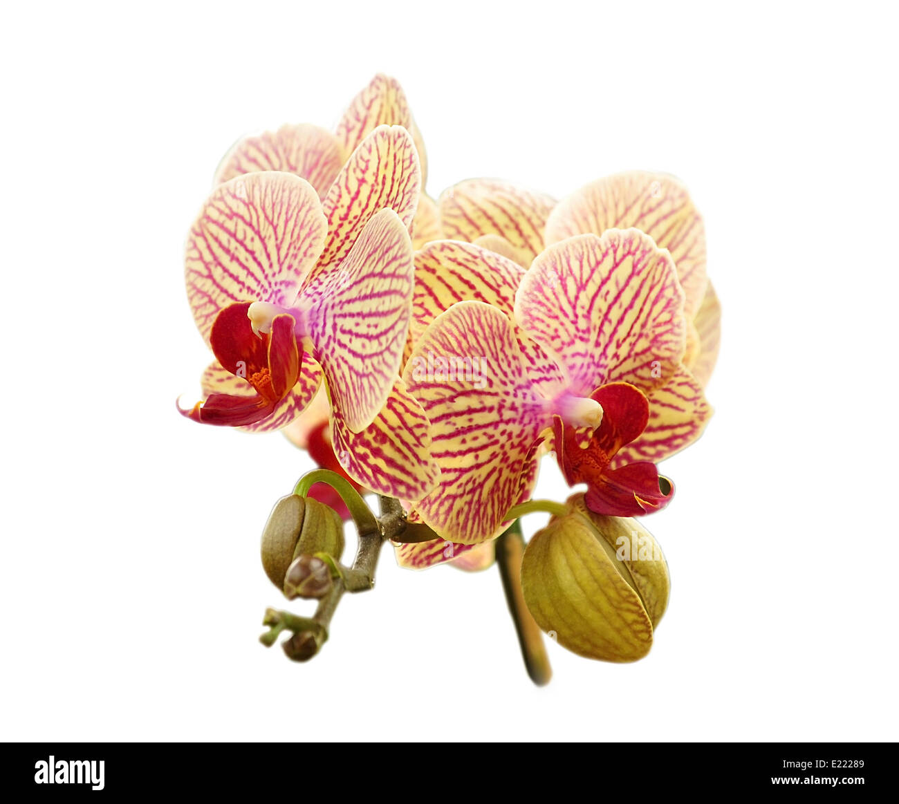 Orchidee Stockfoto