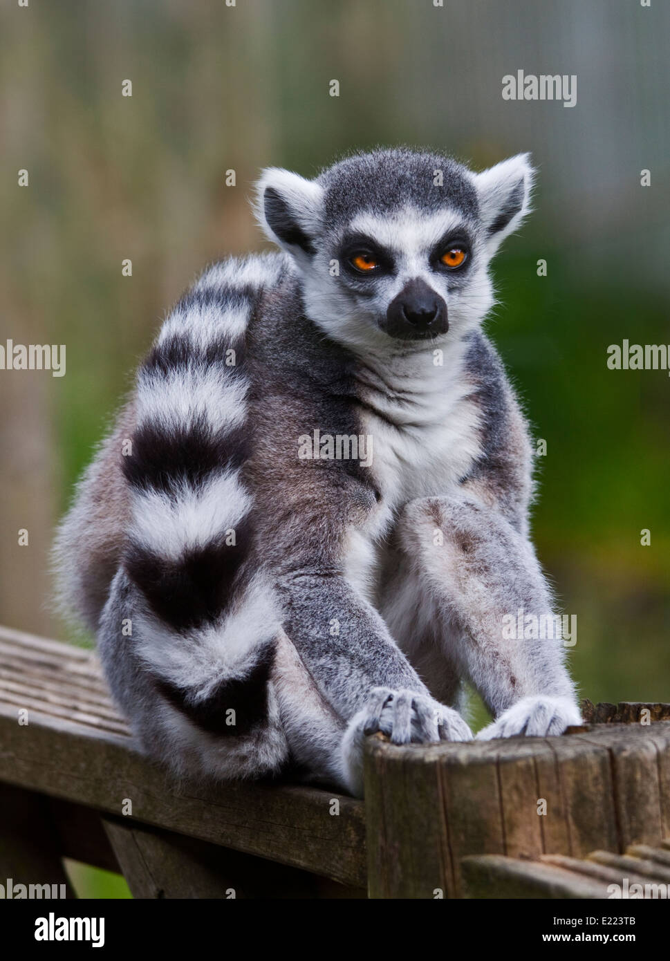 Ring-Tailed Lemur (Lemur Catta) Stockfoto