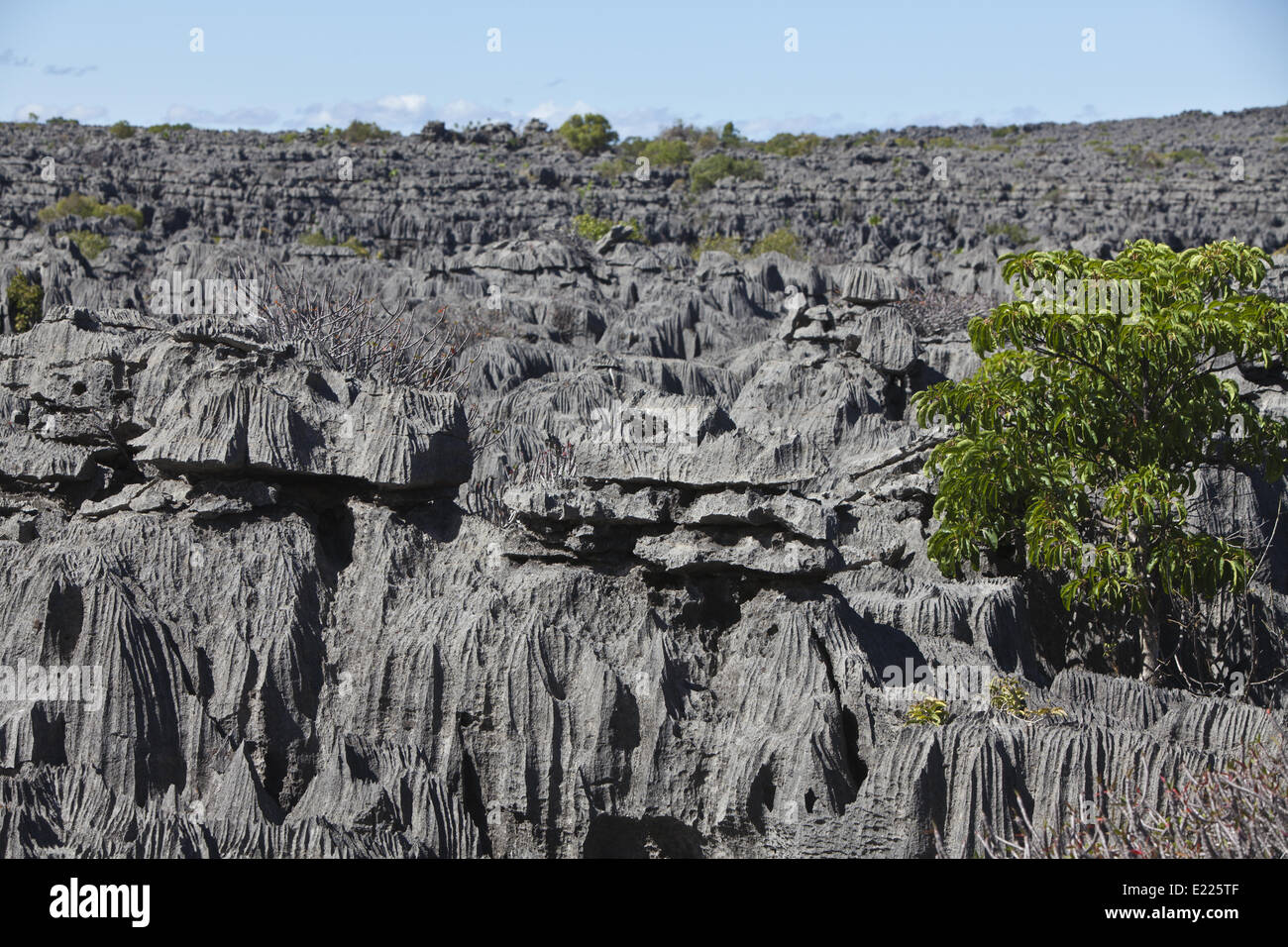 Tsingy von Ankarana, Madagaskar, Afrika Stockfoto