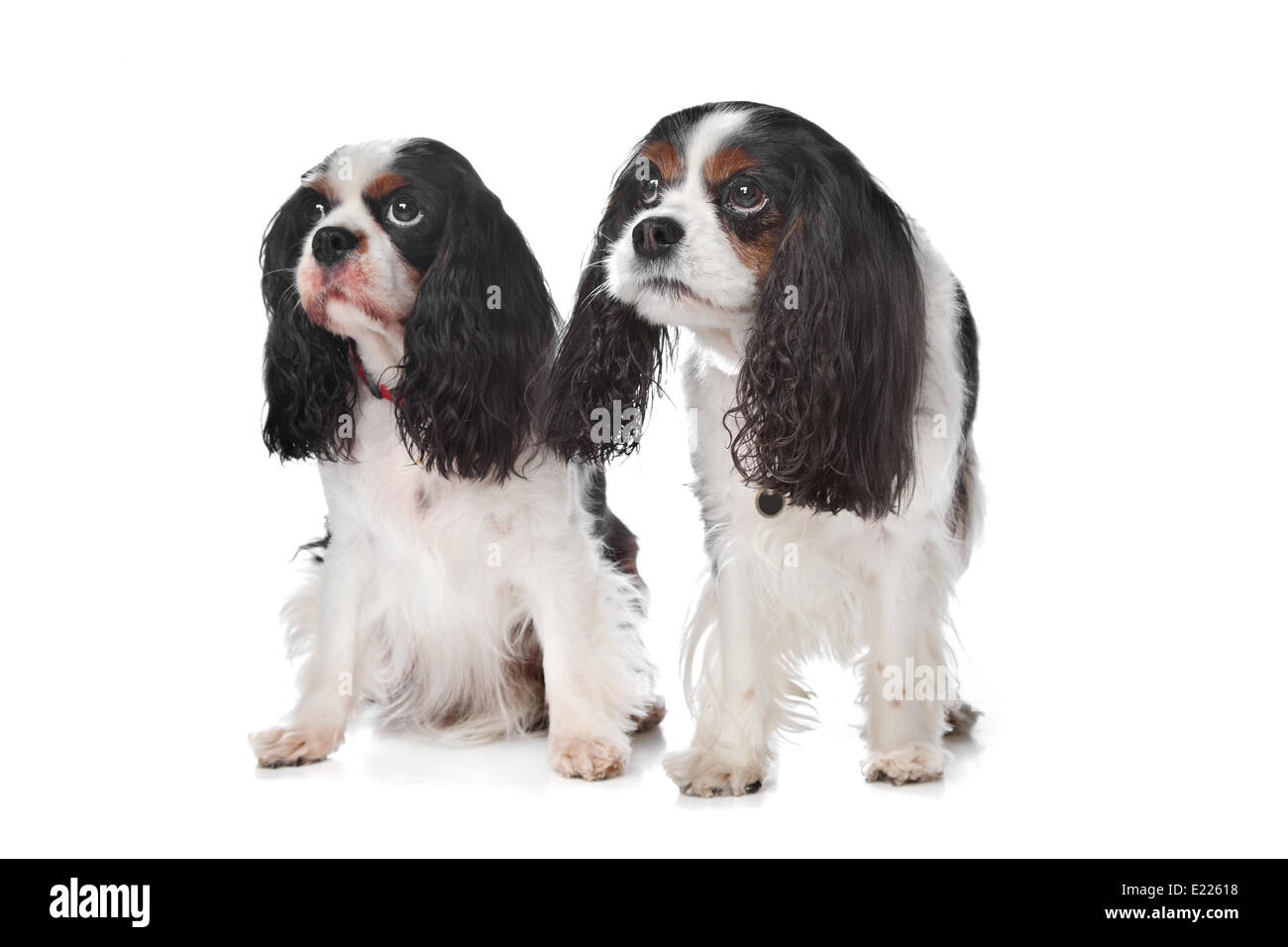 Zwei Cavalier King Charles Spaniels Stockfoto
