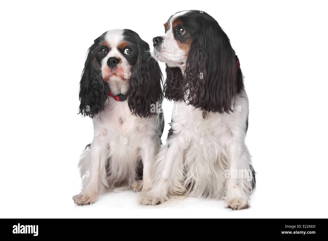 Zwei Cavalier King Charles Spaniels Stockfoto