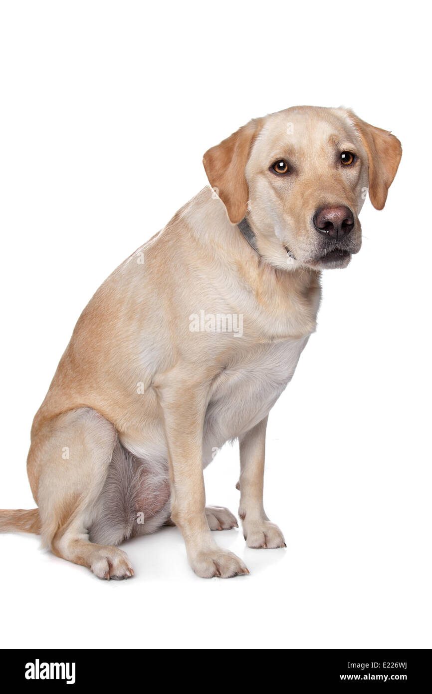 Gelber Labrador Retriever Stockfoto