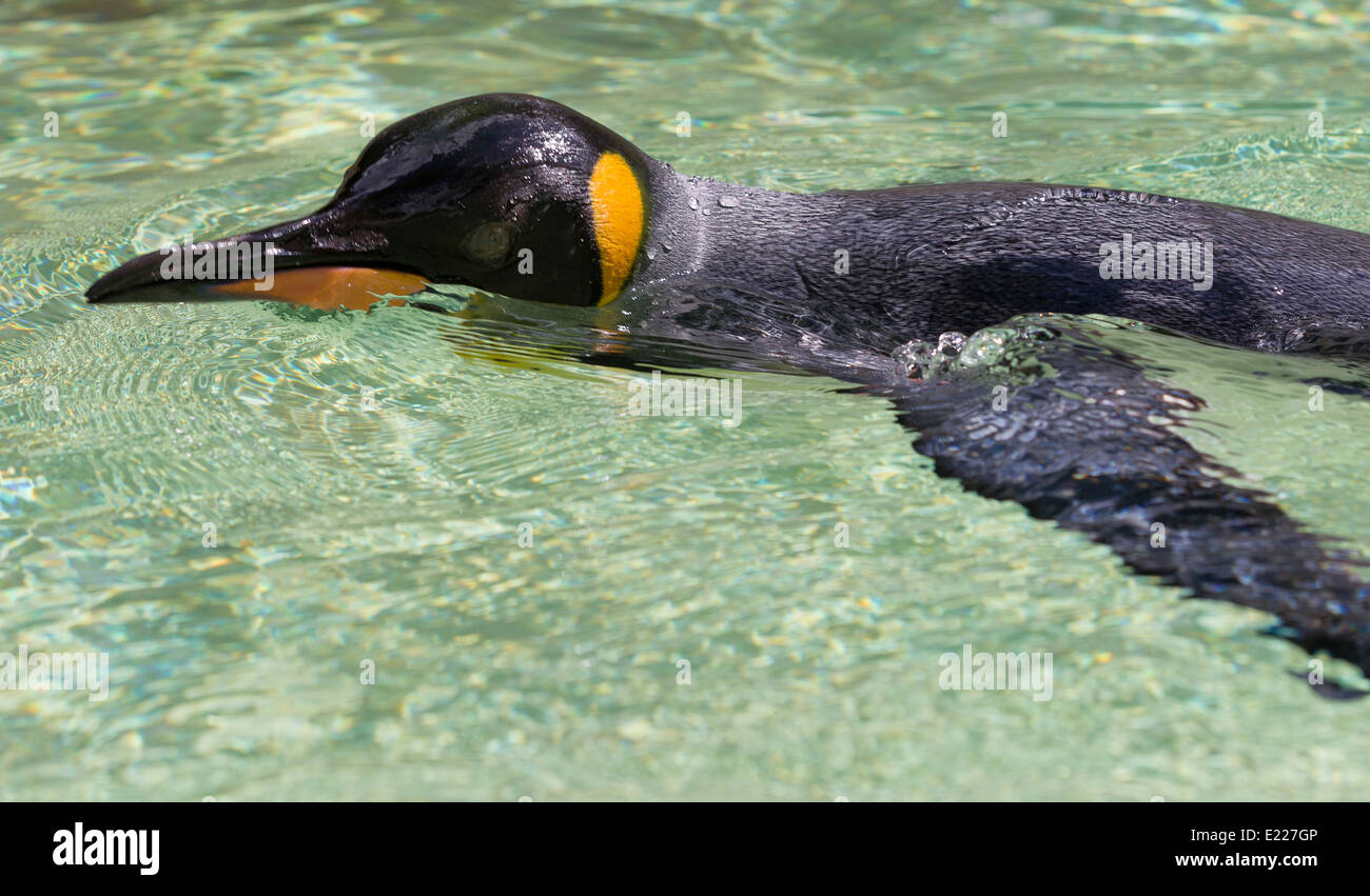 A König Pinguin schwimmen durch das Wasser, zeigt die transparente Augenschutz, die die Augen beim Schwimmen schützt. Stockfoto