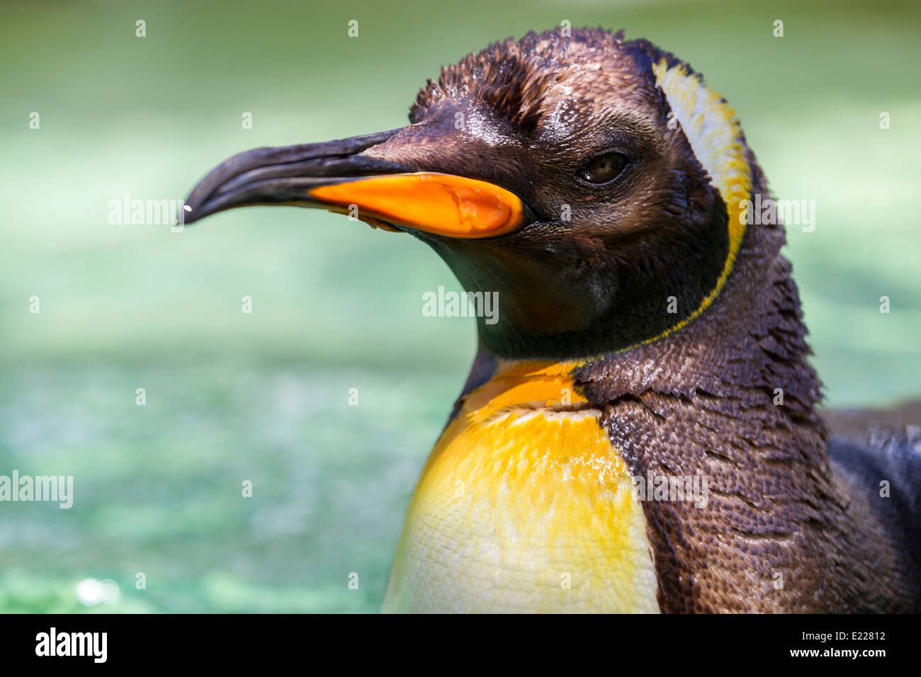 Ein Kopf-Schulter-Portrait eines Königs Pinguin schwimmen Stockfoto