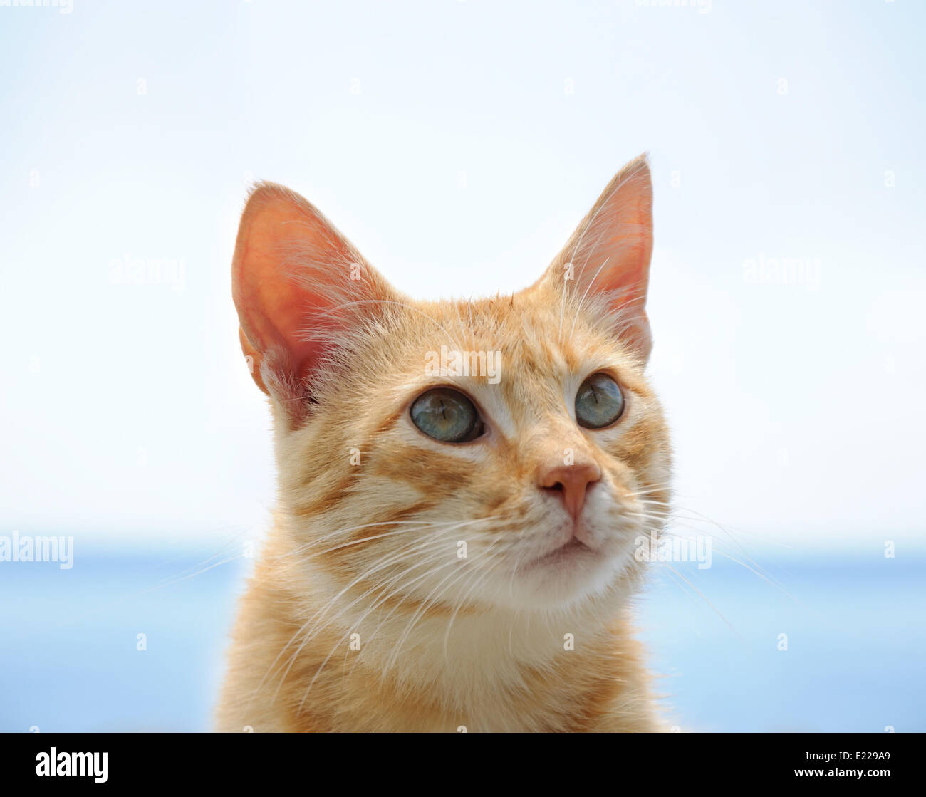 rote Katze mit grünen Augen in blau Stockfotografie - Alamy