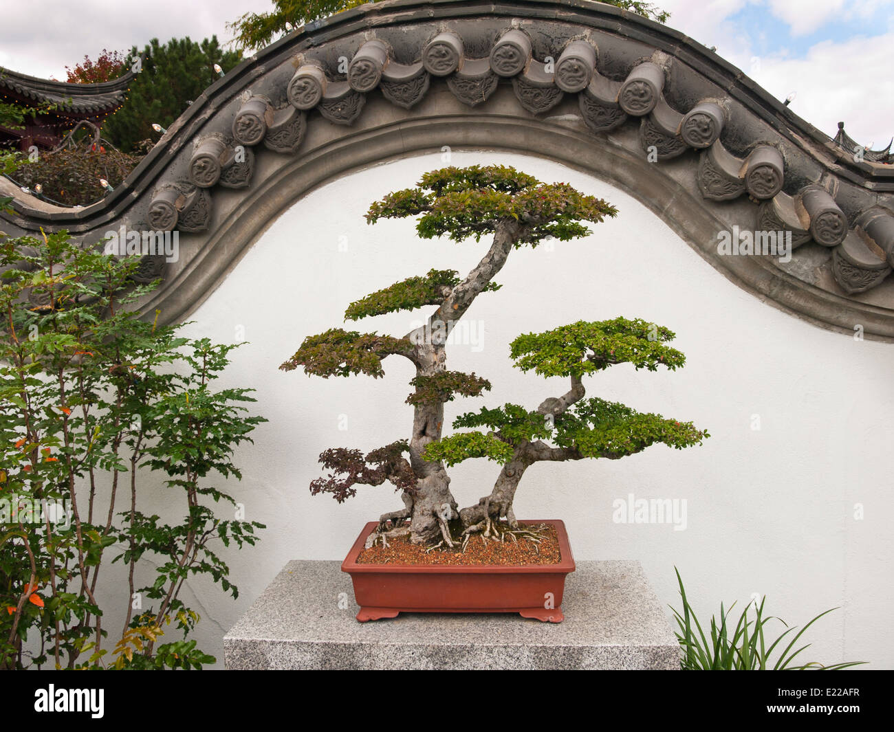 dracena dünger Büropfanzen Dracaena Mix kaufen – Green Me Up main image 0
