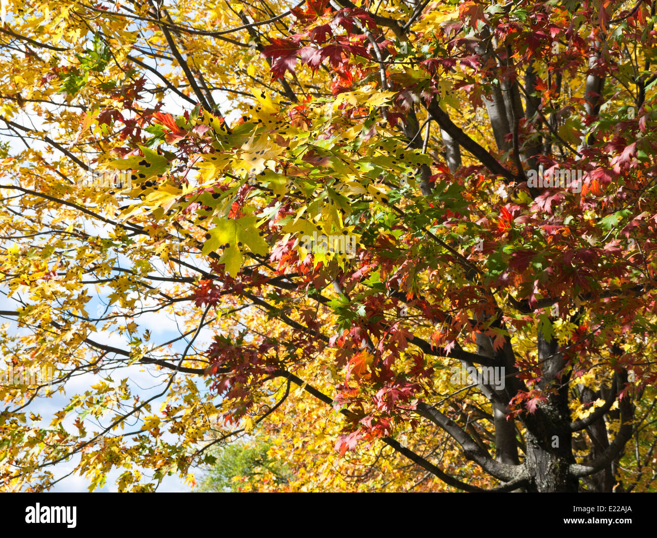 Kanadische Ahornblätter in gelbe und rote Herbstfärbung, infiziert durch den Rhytisma Acerinum Pilz, Teer Fleck, Montreal Kanada Stockfoto