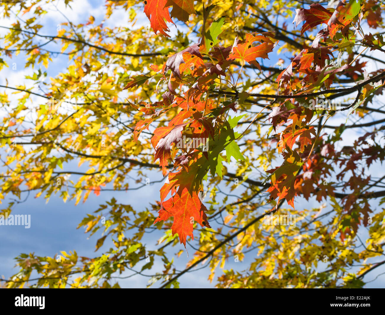Kanadische Ahornblätter in gelbe und rote Herbstfärbung, infiziert durch den Rhytisma Acerinum Pilz, Teer Fleck, Montreal Kanada Stockfoto