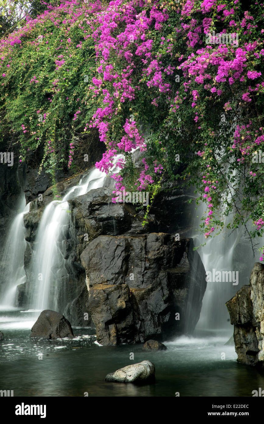 Wasserfälle mit Boganvilla Blumen. Maui, Hawaii Stockfoto