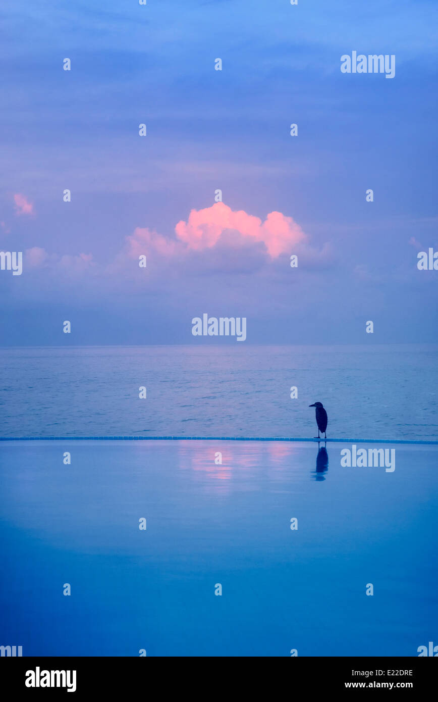 Reiher am Rand des Infinity-Pool. Punta Mita, Mexiko Stockfoto