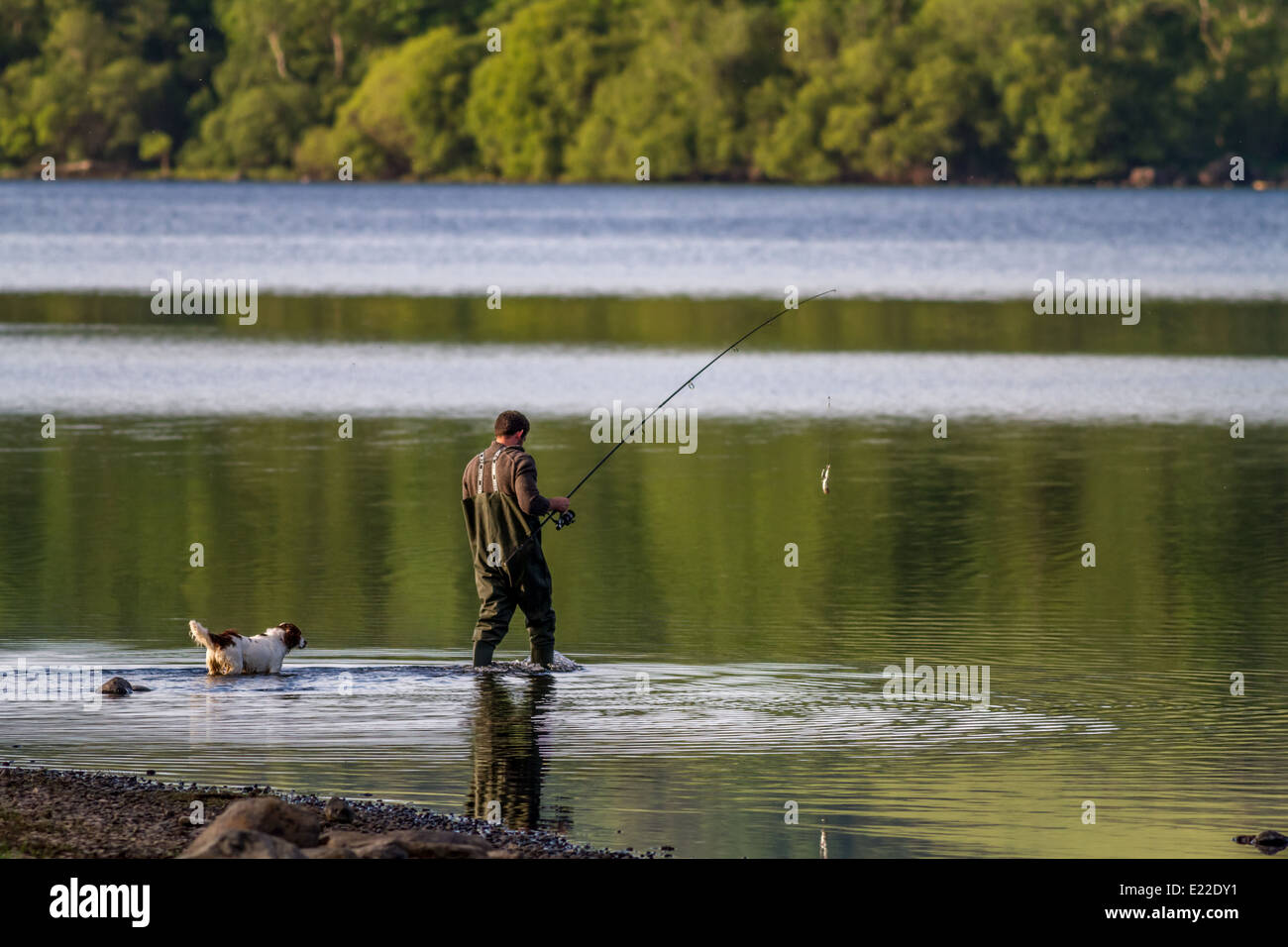Fliegenfischen Sie auf Bassenthwaite Lake, englischen Lake District Stockfoto