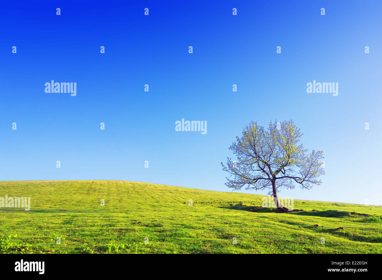 Einsamer Baum auf Wiese gegen blauen Himmel an sonnigen Tag Stockfoto