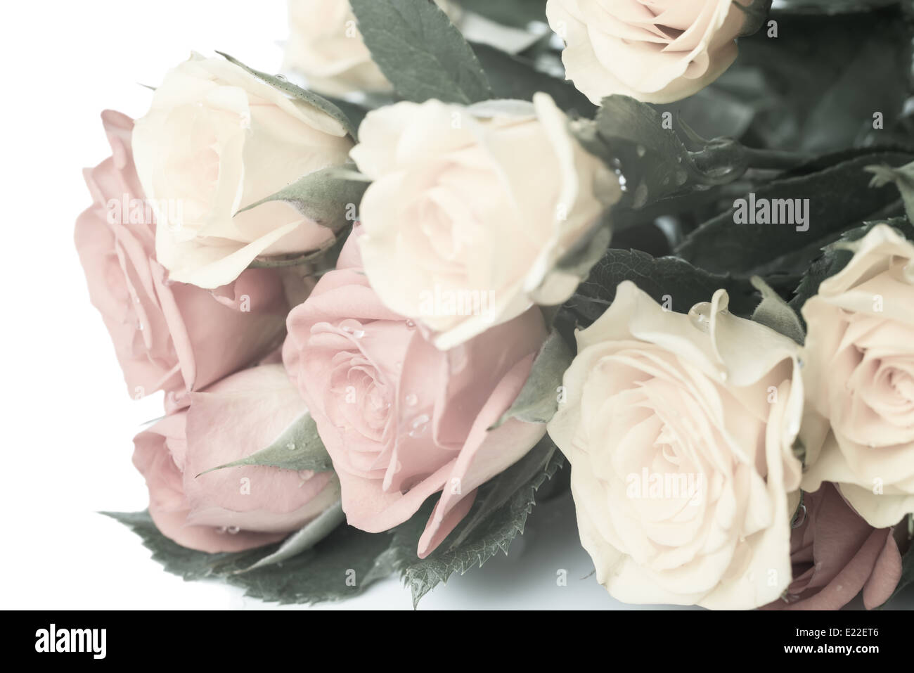 Pastell Rosenstrauß sanft getönten mit Tropfen, isoliert auf weißem Hintergrund Stockfoto
