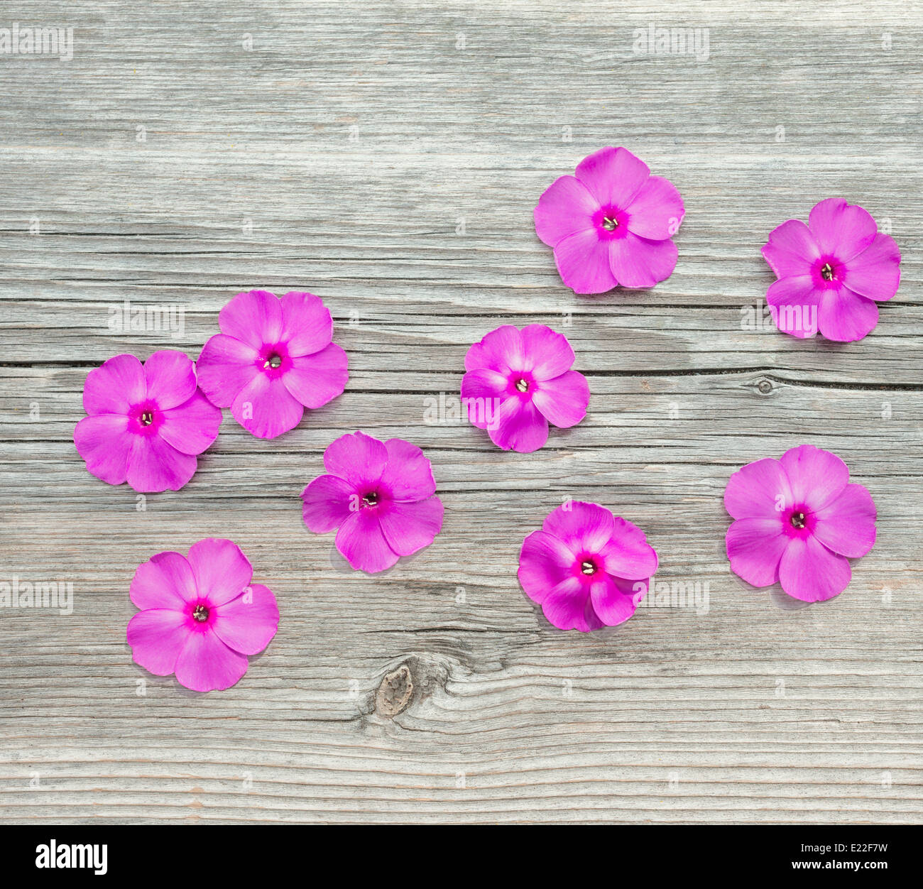 Blumen-Phloxe auf einem hölzernen Hintergrund, Nahaufnahme Stockfoto