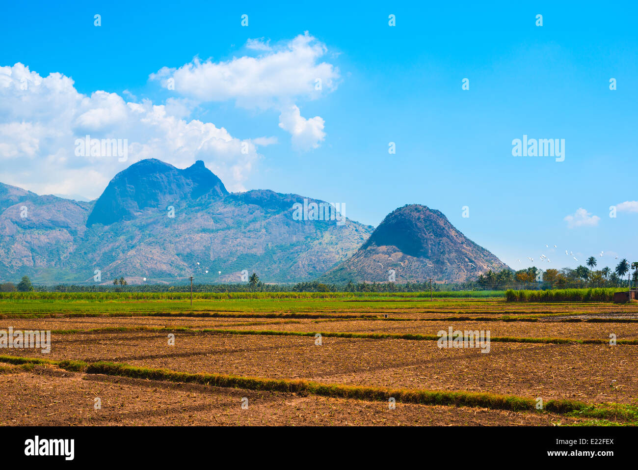 schöne Landschaft mit Bergen und Plantagen mit weißen Vögel in Indien, Kerala Stockfoto