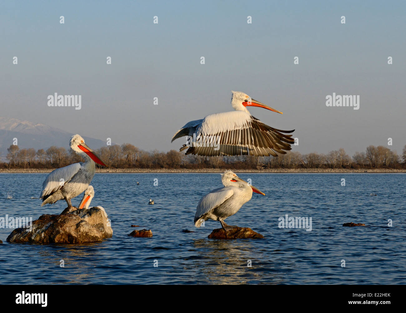Dalmatinische Pelikane Pelecanus Crispus See Kerkini-Griechenland Stockfoto