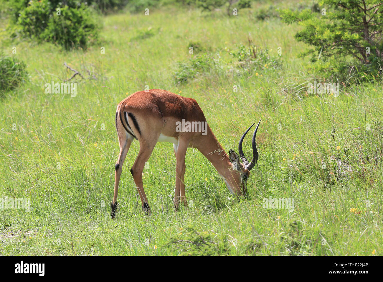 Ein Impala Beweidung auf die Mpongo Private Game Reserve, 25 km nordwestlich von East London, Südafrika. Stockfoto