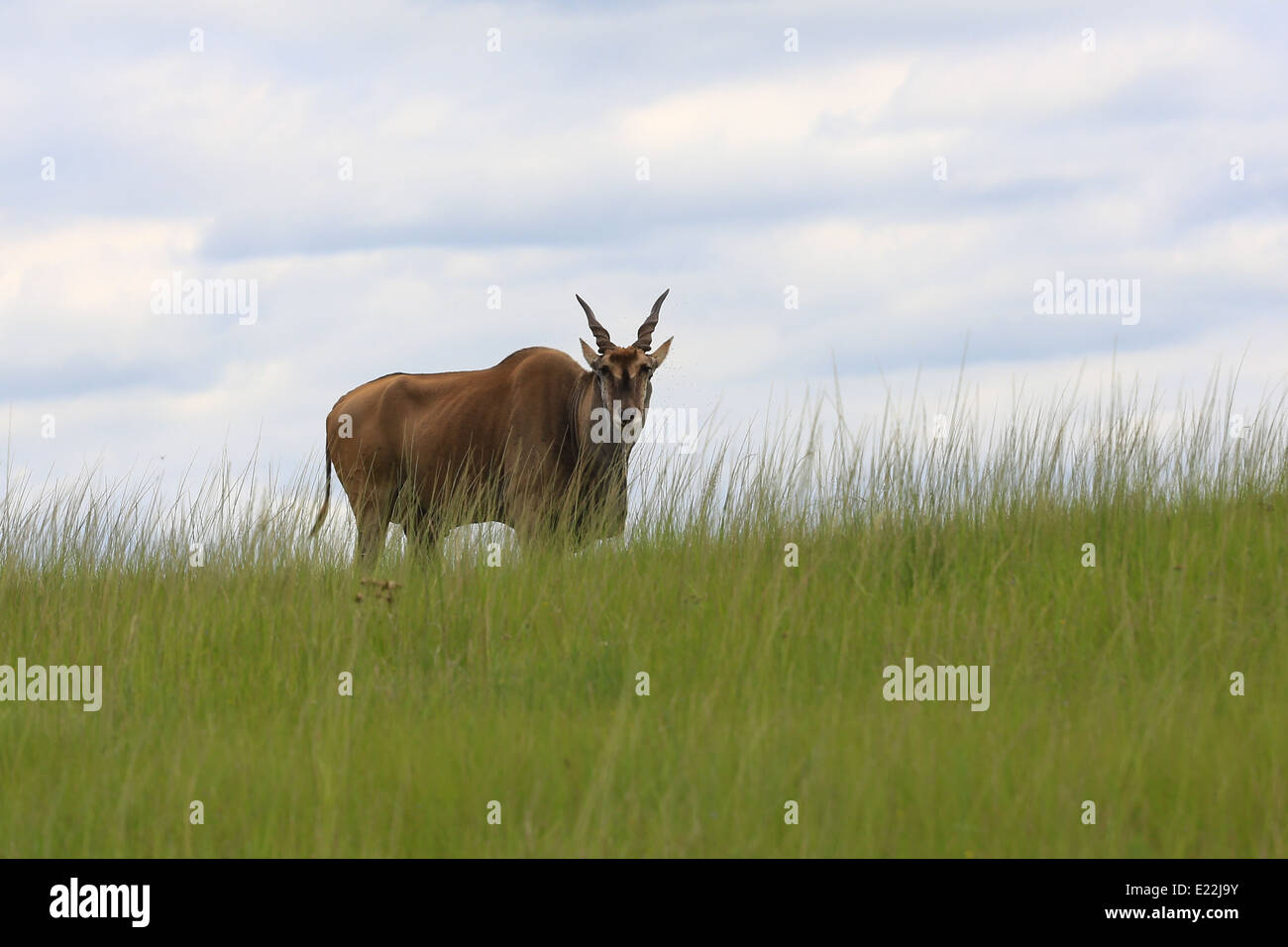 Eland stehend auf einem Grashügel im Mpongo Private Game Reserve, 25 km nordwestlich von East London, Südafrika. Stockfoto