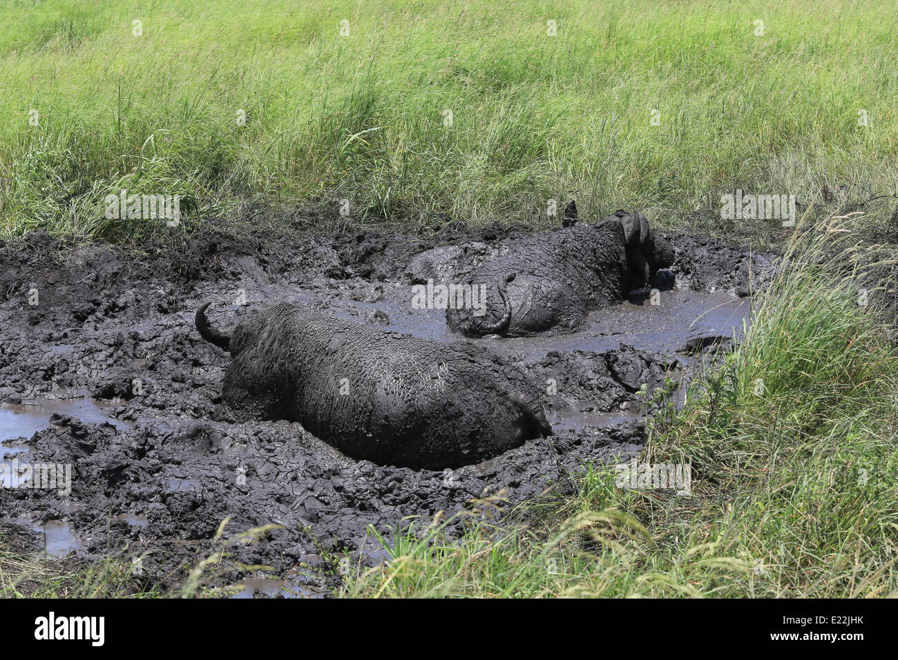 Zwei Kaffernbüffel suhlen im Schlamm am Tala Private Game Reserve, 38 km westlich von Durban, Südafrika. Stockfoto