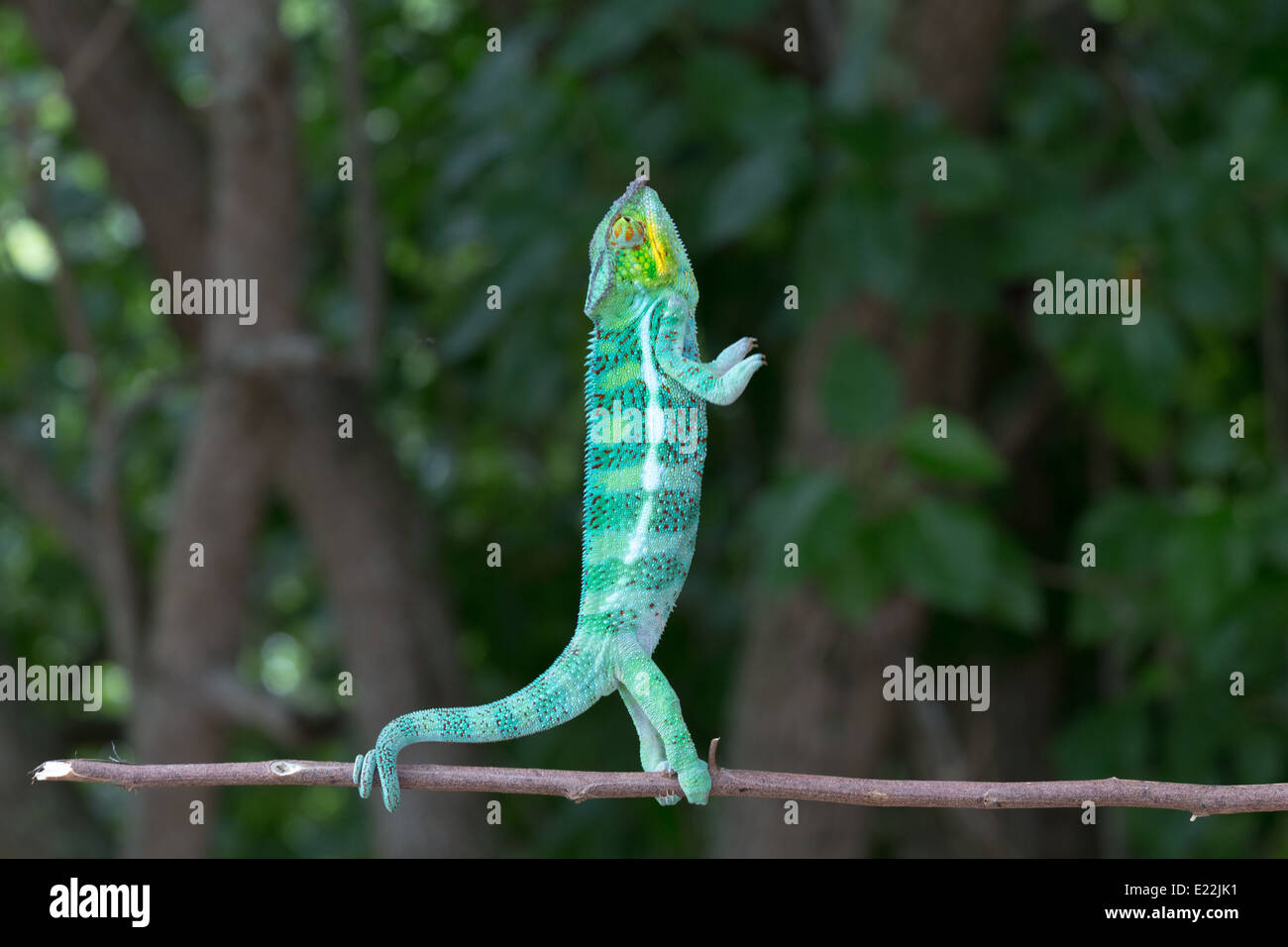 Ein helles Grün gefärbt Chamäleon stehend auf einem Stick auf Nosy Tanikely, Madigascar. Etwas weicher Fokus auf Füßen. Stockfoto