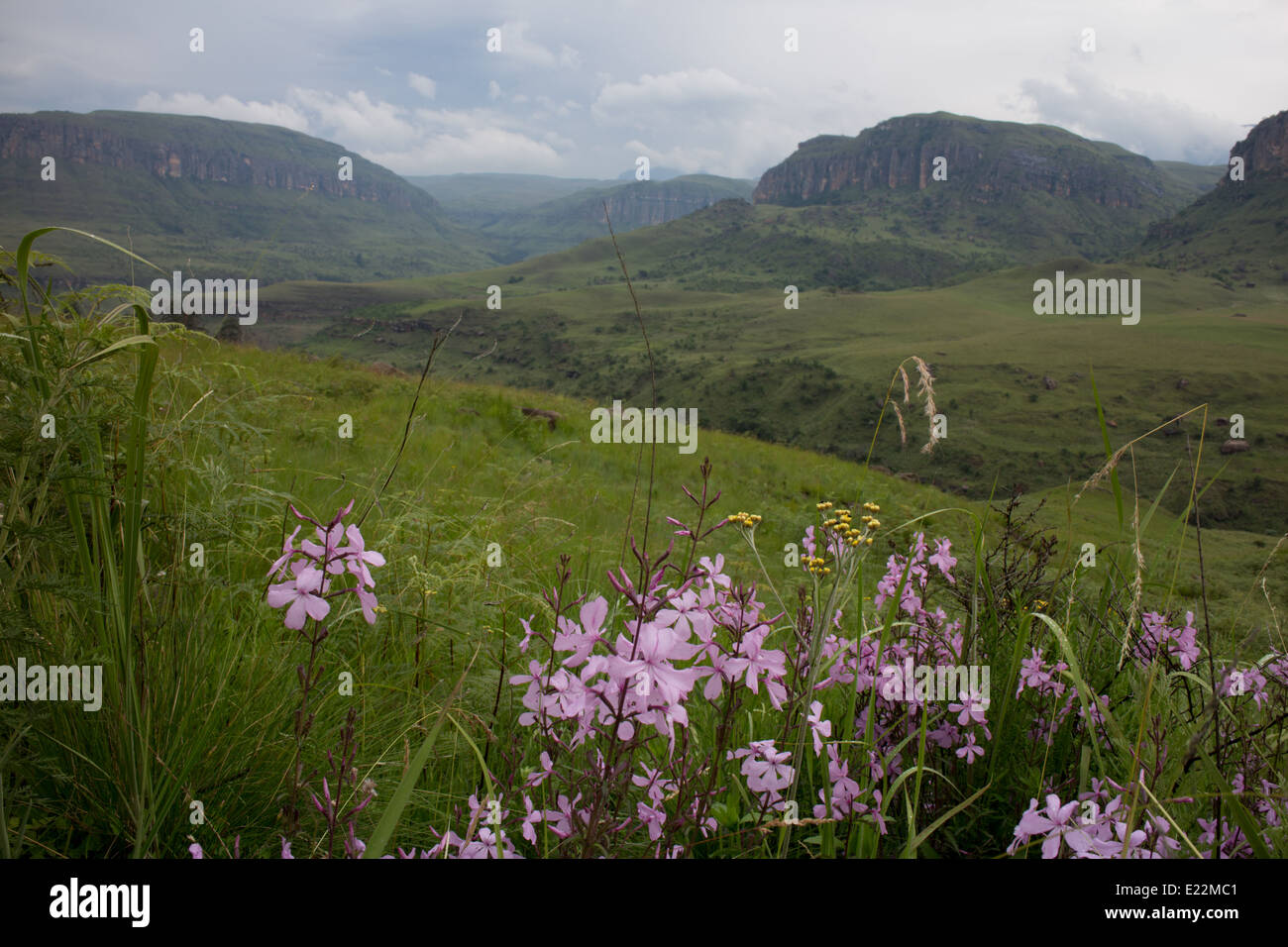 Drakensberg-Gebirge Stockfoto