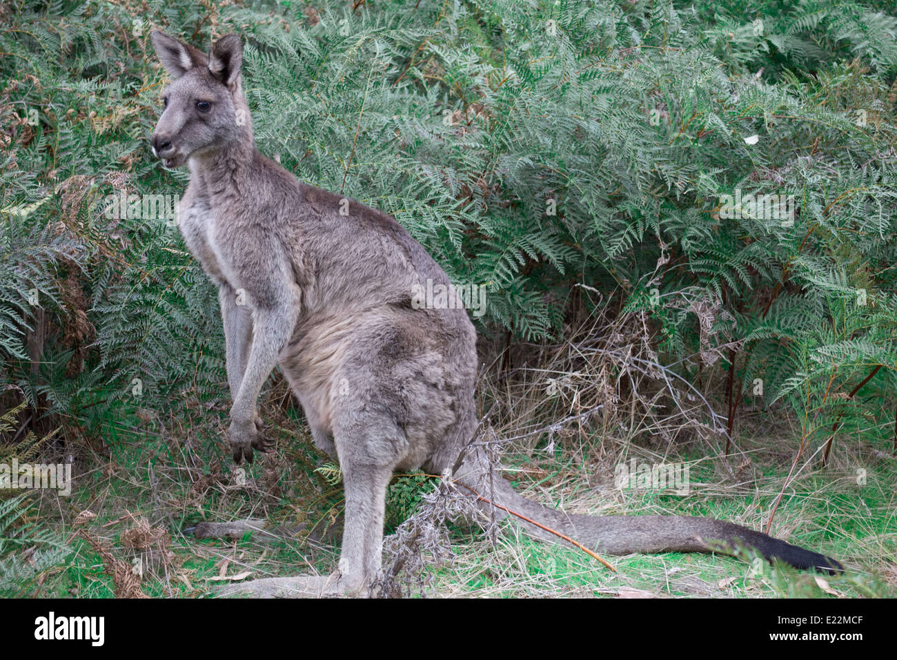 Östliche graue Känguru. Stockfoto
