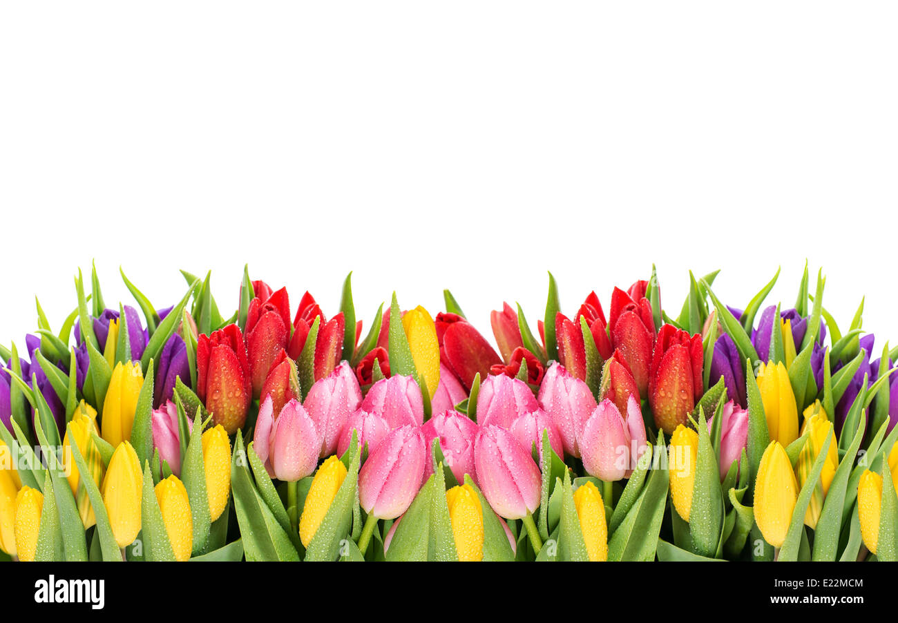 Tulpen. Frühlingsblumen mit Wasser fällt auf weißem Hintergrund Stockfoto