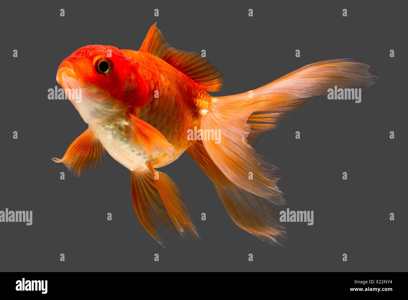 Rote Kappe Oranda Goldfisch isoliert auf Grau Hochwertige Studio Aquarium Geschossen Stockfoto