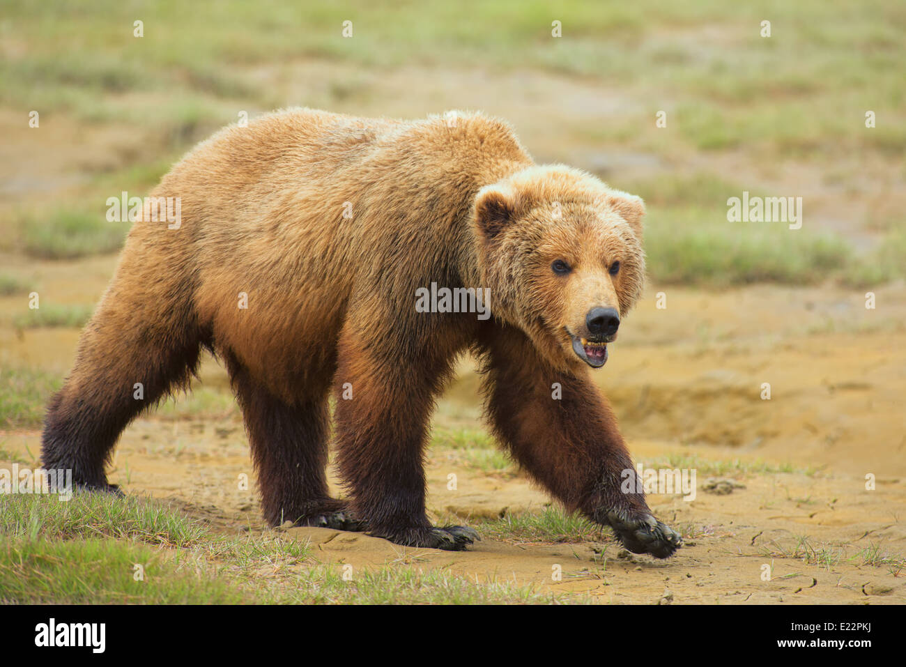 Eine männliche Alaska Braunbär (Wildschwein) posieren. Stockfoto